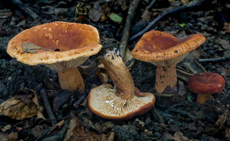 Lactarius fulvissimus